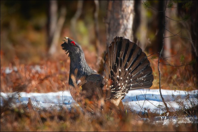 * * * фото превью
