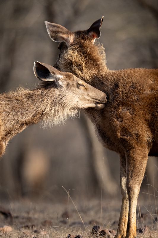 A Moment of Calm Amidst the Chaos фото превью