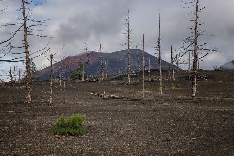 Камчатка. Мертвый лес фото превью