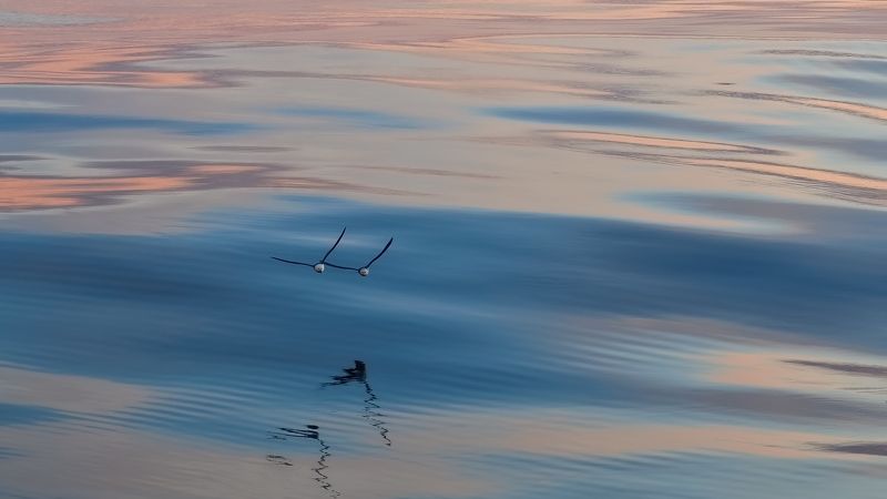 охотское море, закат, чайки, волны, свет, шуга t__ W__ o фото превью