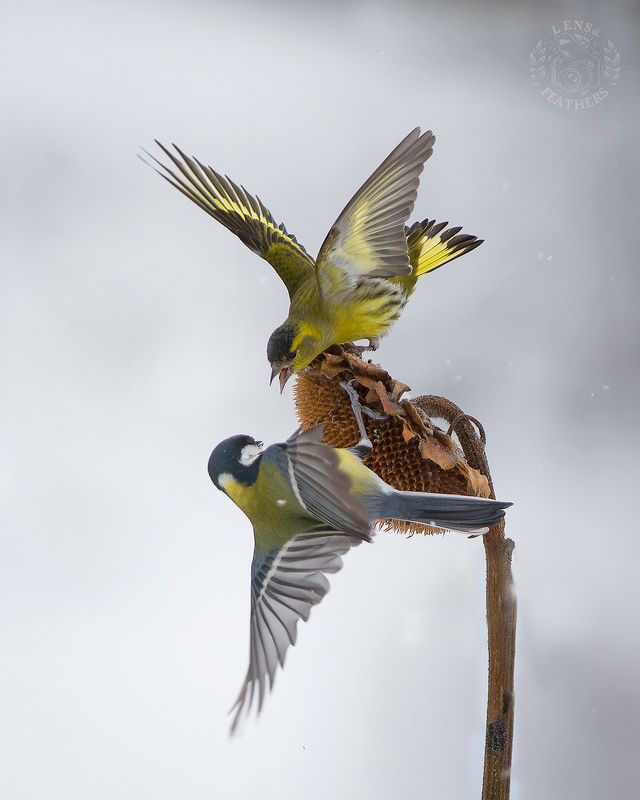 Спор - Lens and Feathers фото превью
