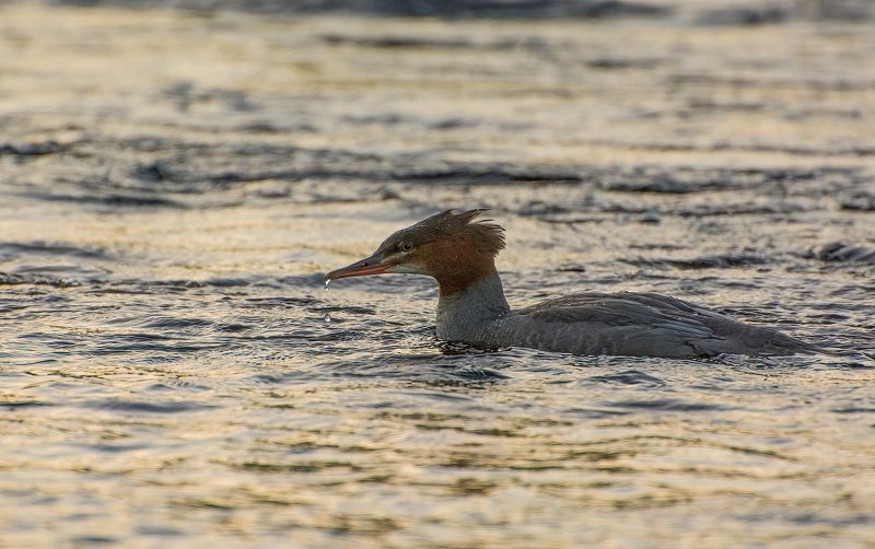 Большой Крохаль :) фото превью
