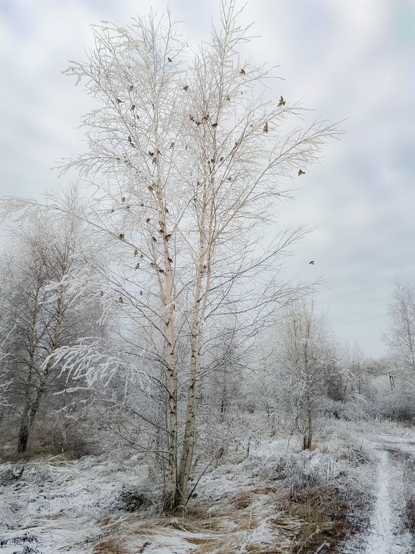 фото превью