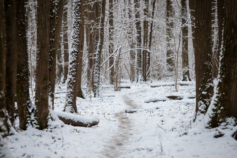 битцевский лес, зима, снег Зима в Битцевском лесу фото превью