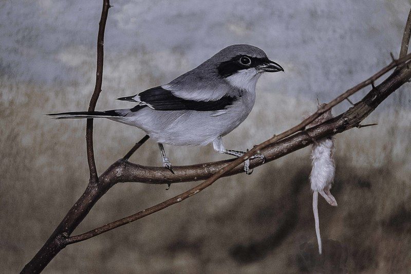 Loggerhead Shrike фото превью