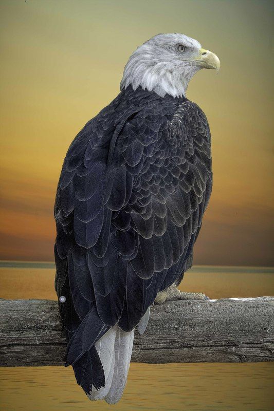 Bald eagle фото превью