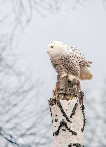 Гостья с Севера