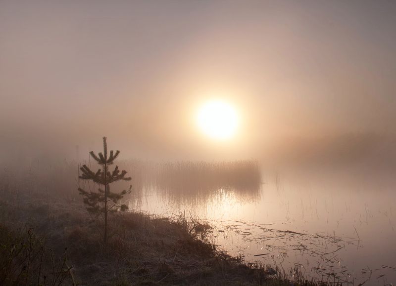 sun,dawn,morning,pine Dawn at the lake фото превью