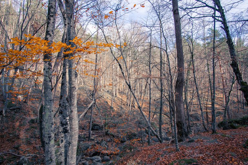 Осенний лес фото превью