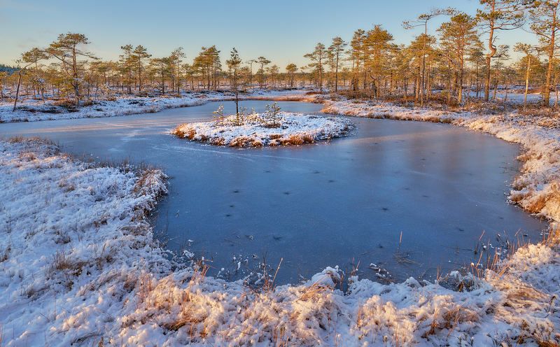 Первый снег на болоте фото превью