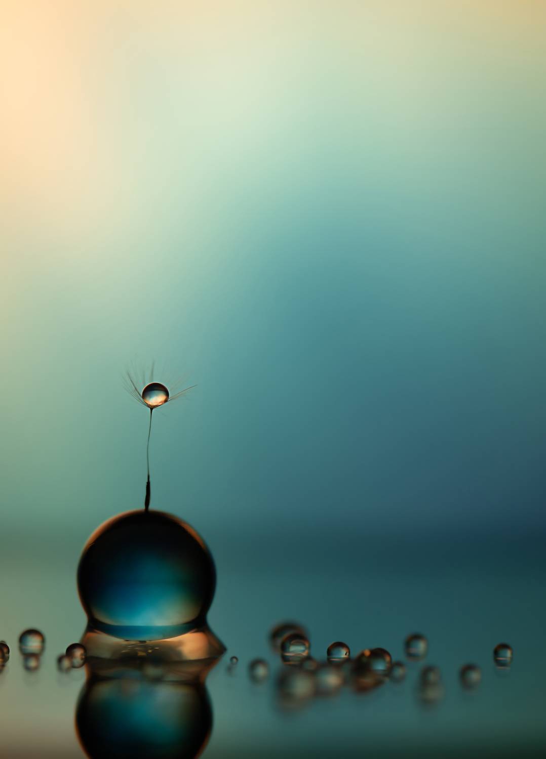 макро, капли, одуванчик, macro, dandelion, drops, Обидина Мария