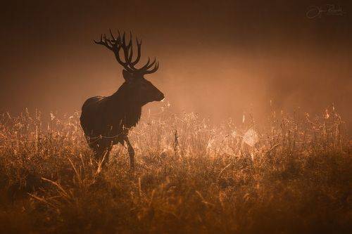 Паутинки сентября