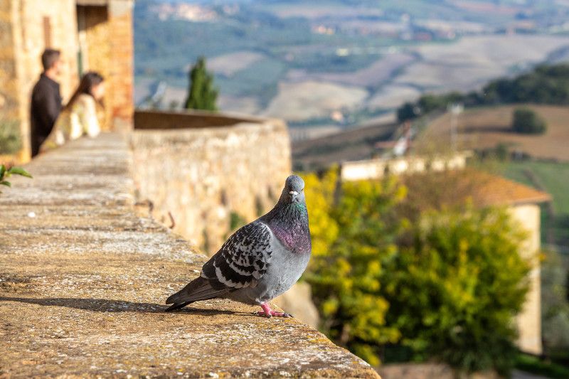 Пиенца фото превью