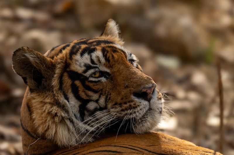 Afternoon Nap фото превью