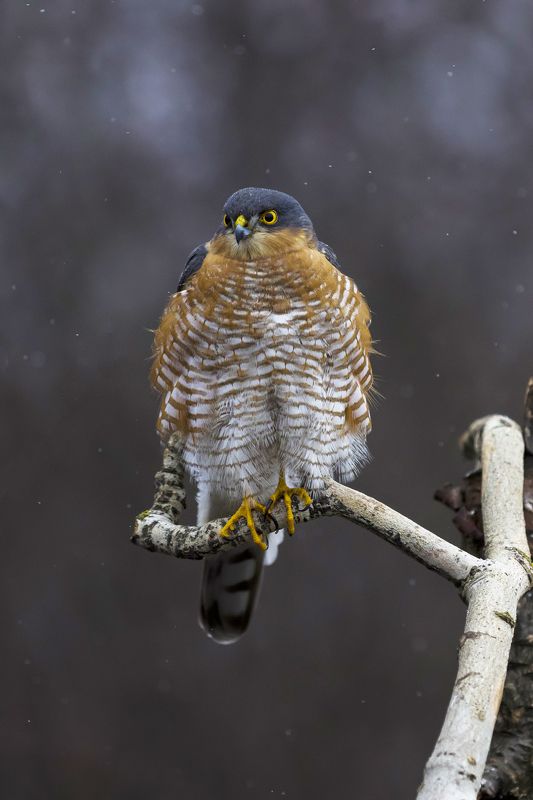 природа Ястреб перепелятник фото превью