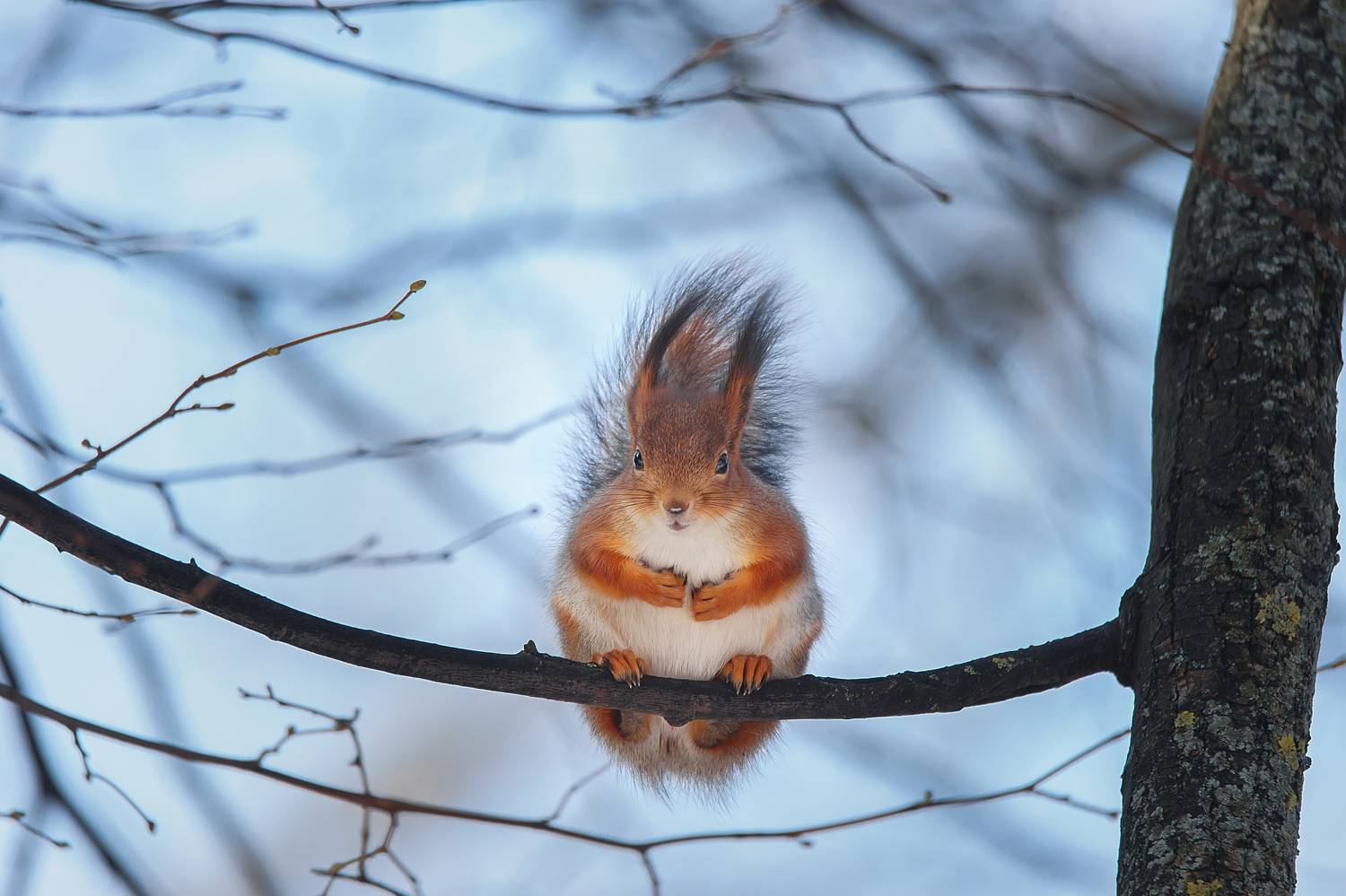 , Корнеев Алексей