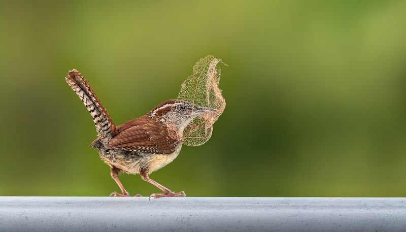 bird, wren, carolina wren, songbird, mockingbird, songbirds, mockingbirds, nature, animals, wild, Shy wren фото превью