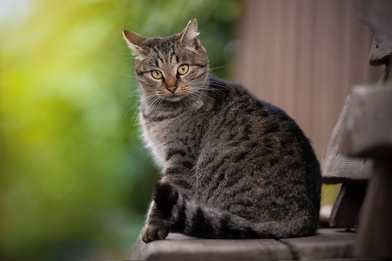 *** фото превью