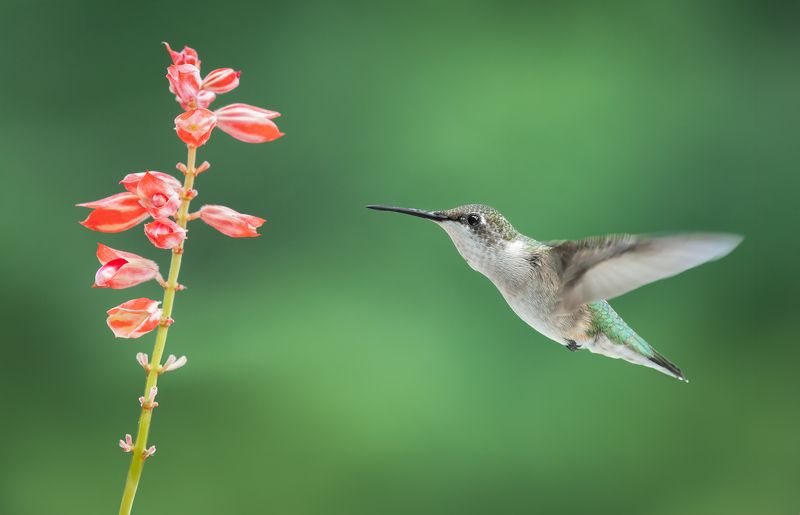 bird, humming, hummingbird, hummingbirds, hummer, rufous, nature, animals, wild, action, dynamic Fly by фото превью