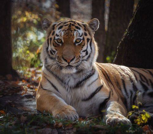 Фотография на паспорт