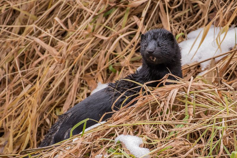 Московская фото превью