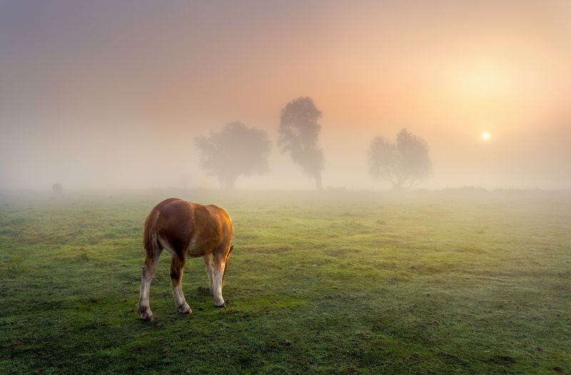 Poranny wypas фото превью
