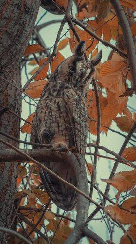 Ушастая совушка.