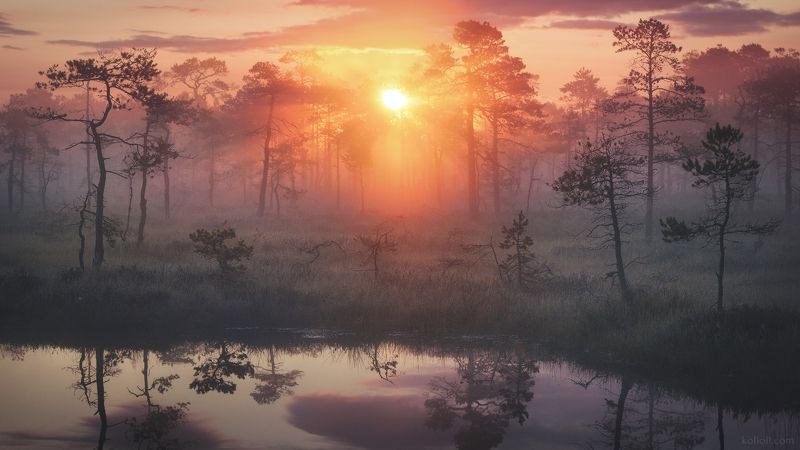 ленинградская область, болота, лето, рассвет Лето на верховых болотах Ленинградской области фото превью