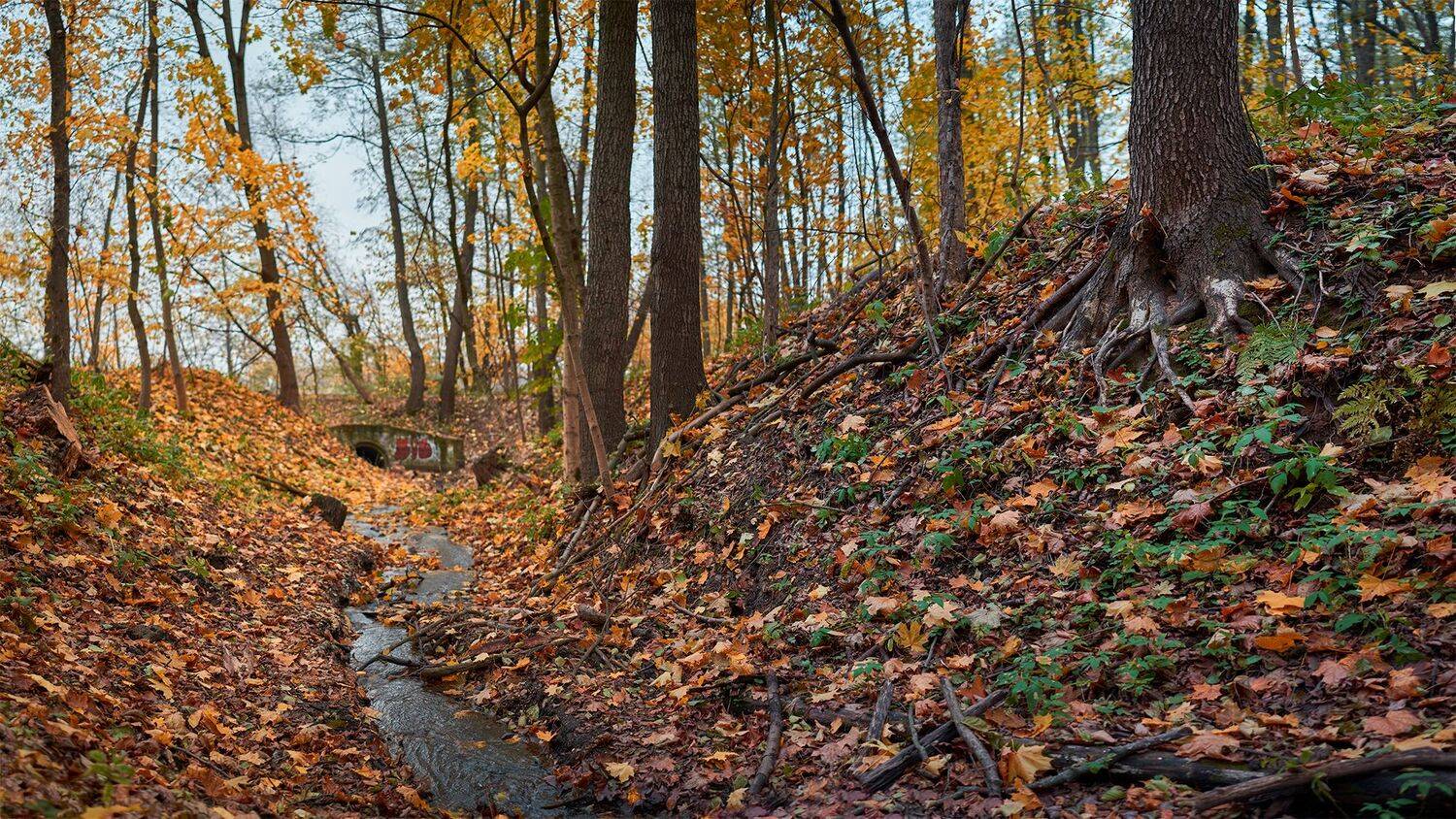 , Денис Ефимочкин