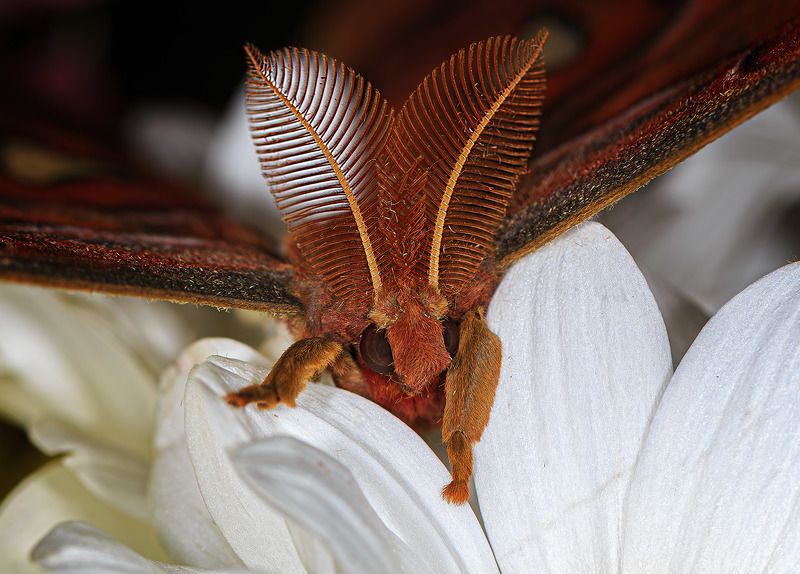 насекомые, бабочка, павлиноглазка, атлас, тропическая Атлас фото превью
