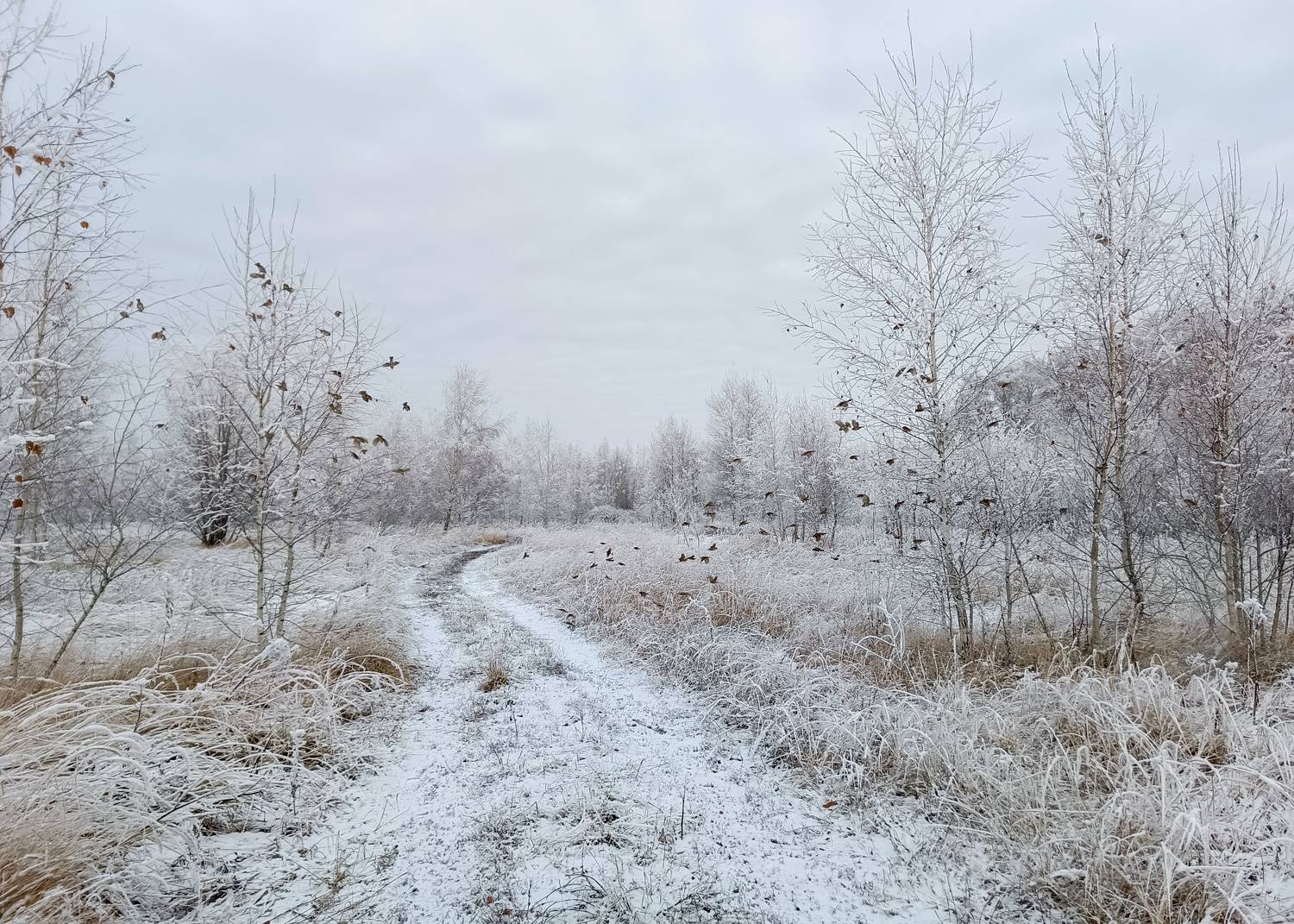, Кондрашова Светлана