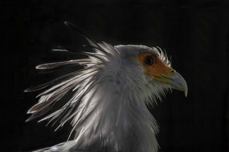 Secretary bird фото превью