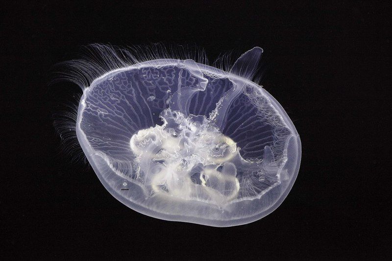 Moon jellyfish фото превью