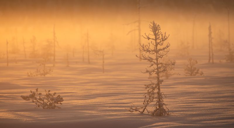Закат на болоте.  фото превью