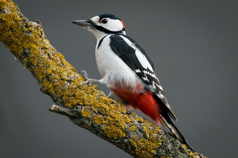 Большой пестрый дятел фото превью