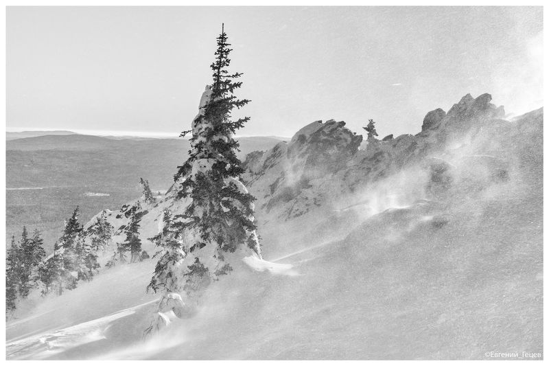 Метелица фото превью