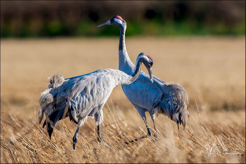 * * * фото превью