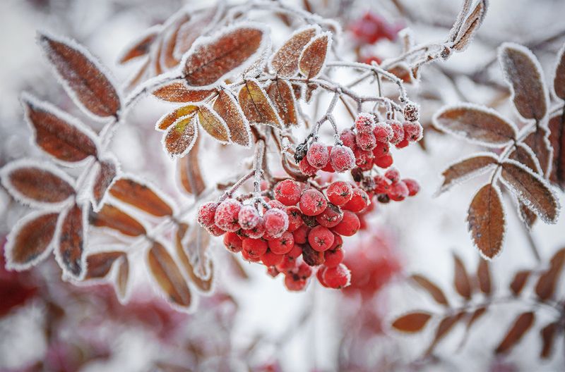 С первым днем зимы!!! фото превью