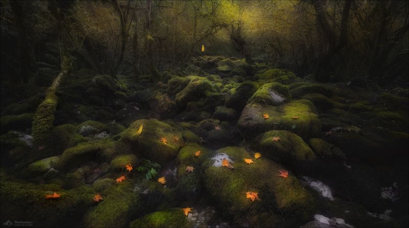 грузия, сванетия, фототур в грузию, фототур в сванетию, фототуры 2025, phototravel.pro Эльфийский лес фото превью