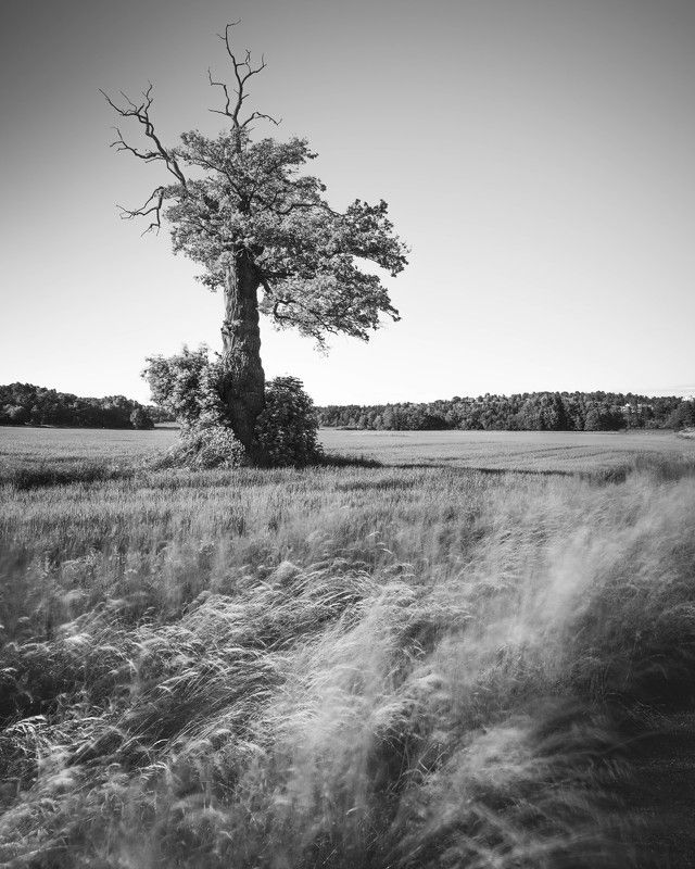 дерево, поле, длинная выдержка Одинокое дерево фото превью