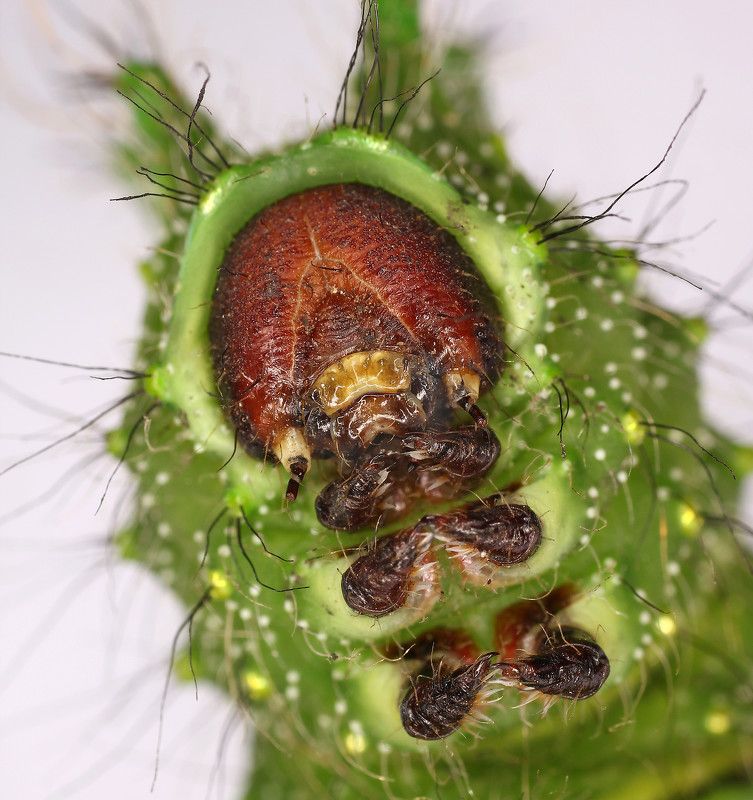 Гусеница 2 фото превью