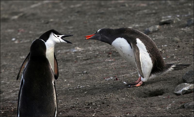 Вы что-то имеете мне сказать? фото превью