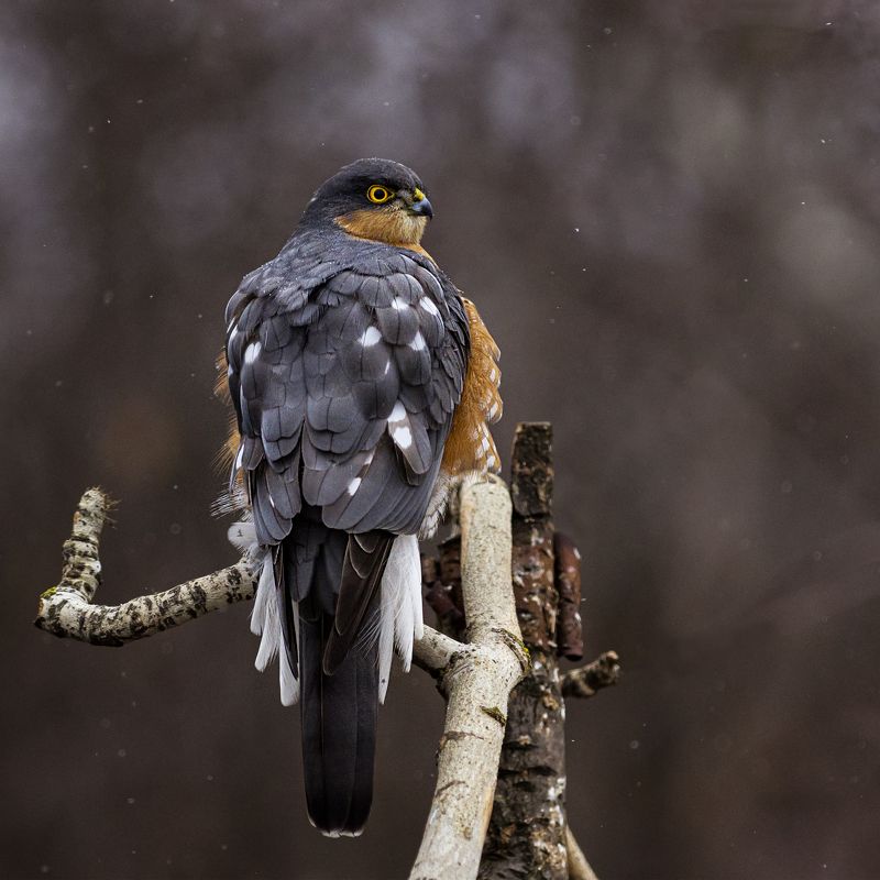 природа Начеку фото превью