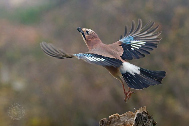 Сойка - Lens and Feathers фото превью