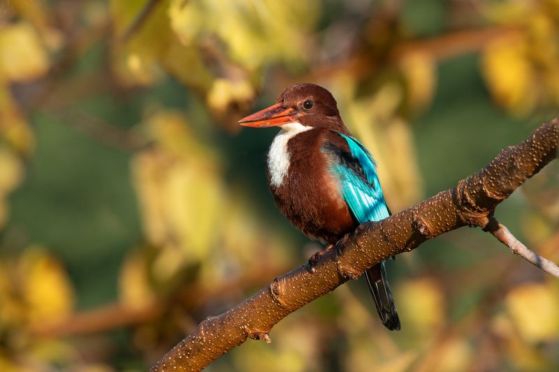 *Мне показалось, он хотел улыбнуться)) фото превью