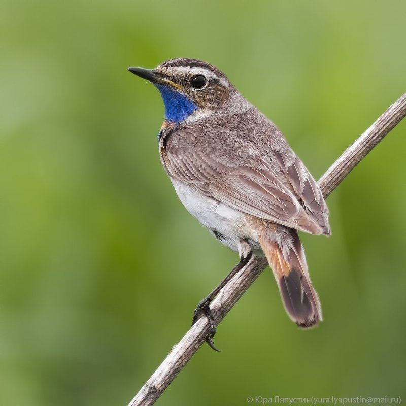 Варакушка *** фото превью