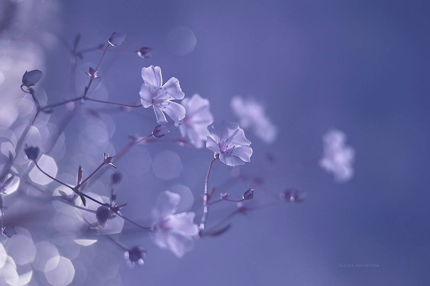 , Юлия Густерина