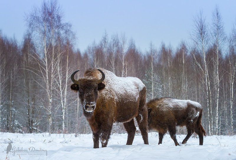 Зубры Орловского полесья фото превью