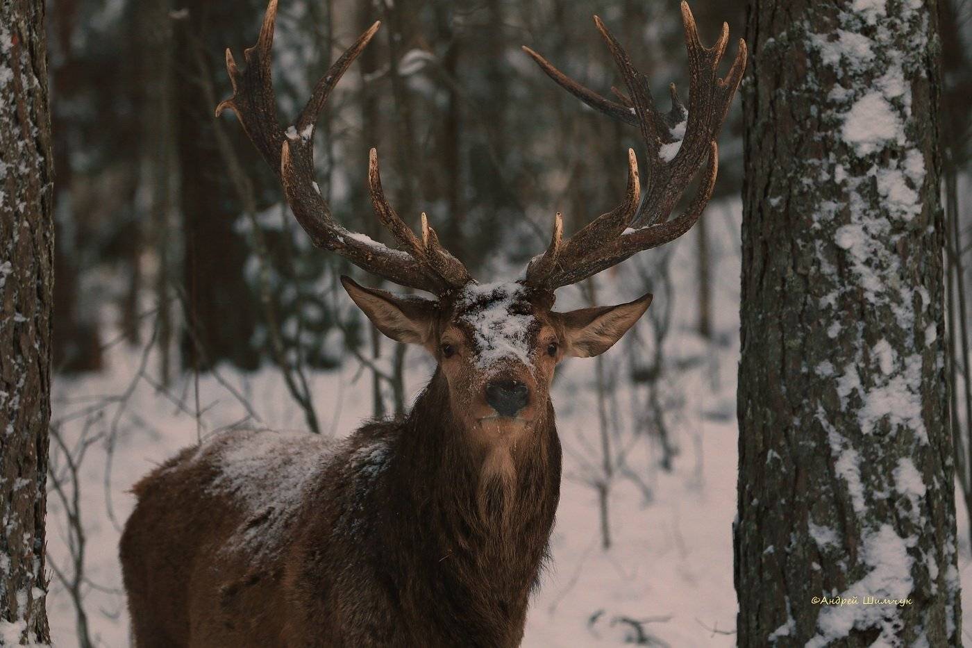 , Андрей Шимчук