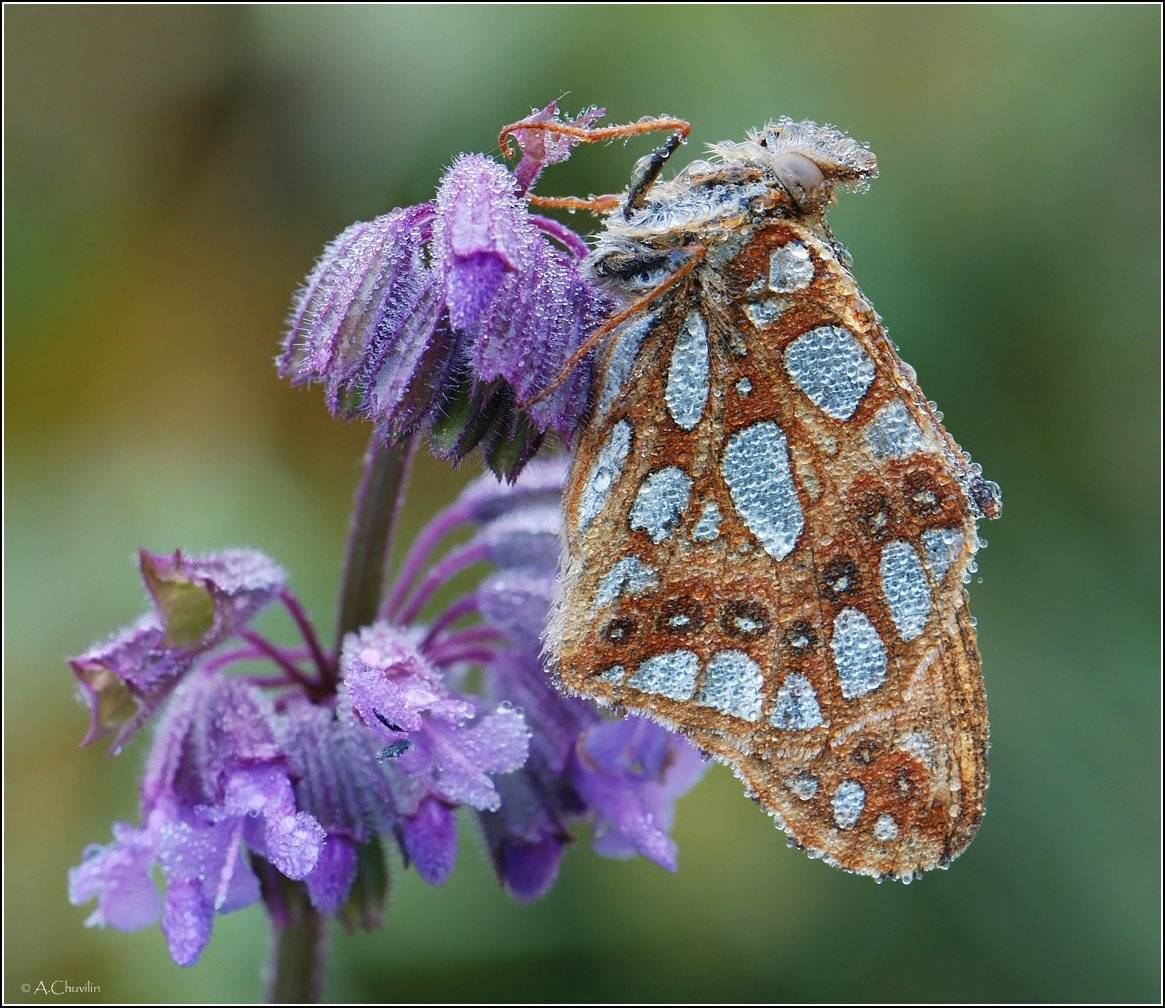 , Александр Чувилин